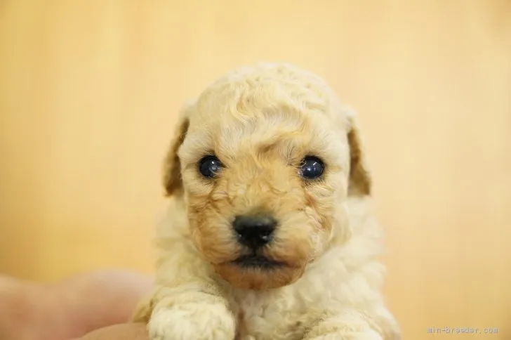 ID：2110-03696の子犬