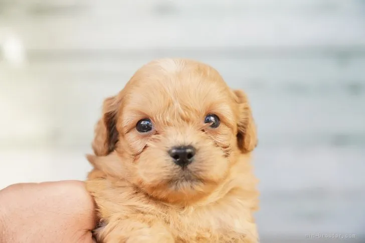 ID：2010-02662の子犬