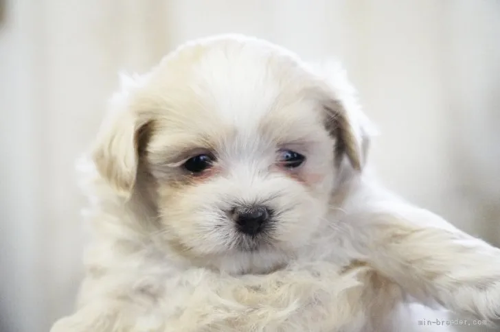 ID：2203-00600の子犬