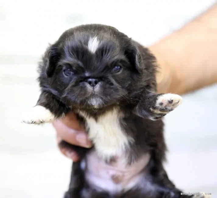 ID：2005-01812の子犬