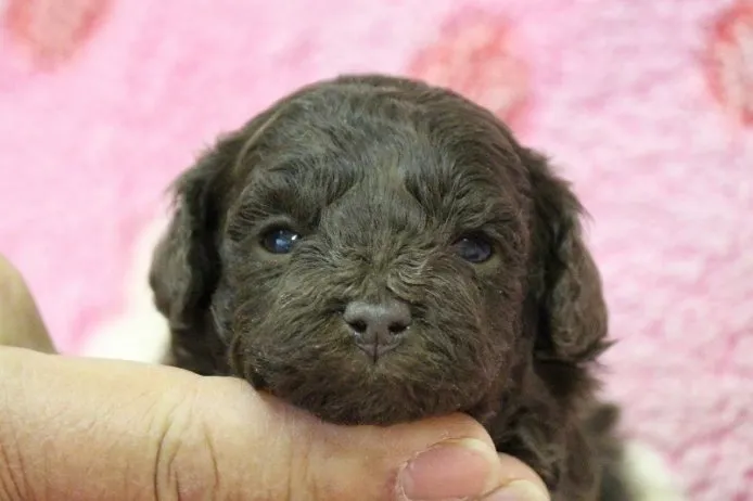 ID:1501-00755の子犬