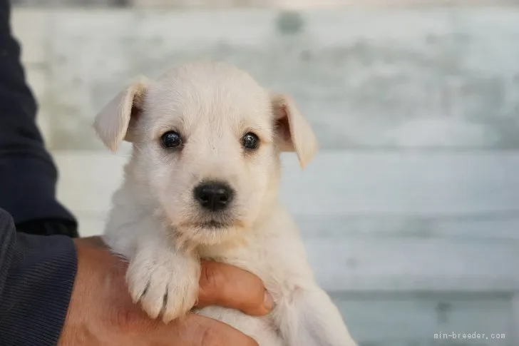 ID:2010-00974の子犬