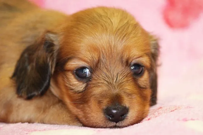 ID:1410-00312の子犬