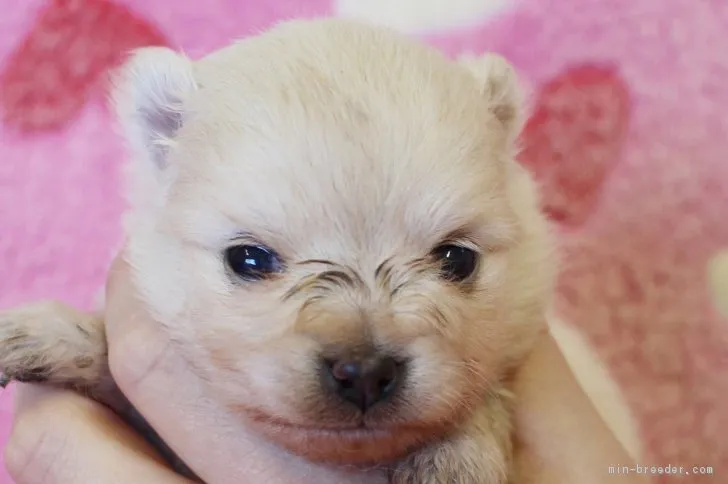 ID:1805-00140の子犬