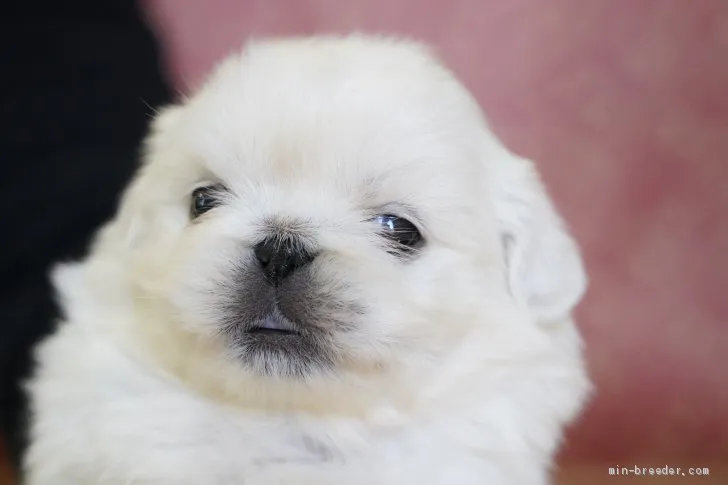 ID:2011-00584の子犬