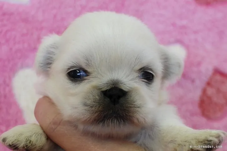 ID:1711-00230の子犬