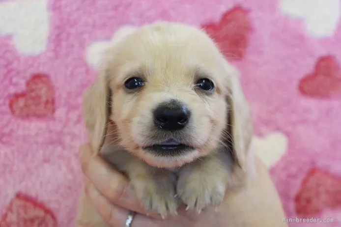 ID:1507-00026の子犬