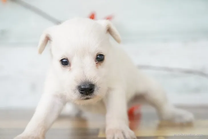 ID：2010-00975の子犬