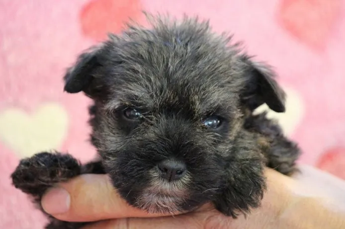 ID：1411-01251の子犬