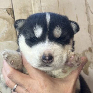 シベリアンハスキー【埼玉県・男の子・2023年11月8日・ブラック&ホワイト】の写真「お目目パッチリイケメン君」