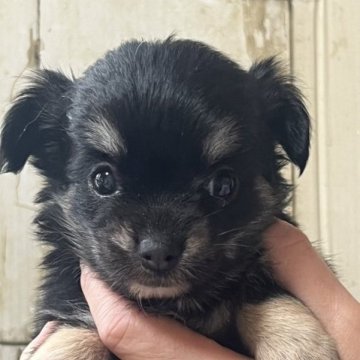 チワワ(ロング)【埼玉県・女の子・2023年2月5日・ブラックタン&ホワイト】の写真「甘えん坊の可愛い女の子💕」