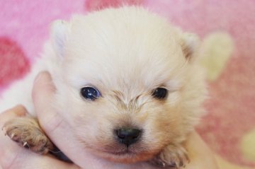 ポメラニアン【埼玉県・男の子・2018年3月25日・クリーム】の写真「可愛い男の子です♪」