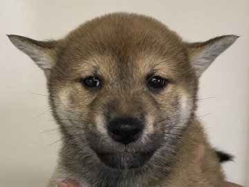柴犬(標準サイズ)【埼玉県・男の子・2017年9月28日・赤】の写真「産まれたばかりの柴犬です。」
