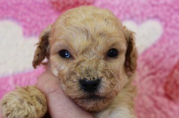 トイプードル(トイ)【埼玉県・男の子・2017年2月8日・アプリコット】の写真「産まれたばかりです♪」