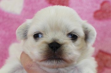 ペキニーズ【埼玉県・女の子・2017年10月12日・ホワイト】の写真「可愛い女の子のペキニーズです♪」
