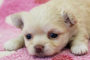 チワワ(ロング)【埼玉県・女の子・2018年10月28日・クリーム】の写真「とってもカワイイ女の子♪」