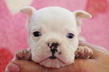 ブルドッグ【埼玉県・女の子・2014年11月6日・レッド&ホワイト】の写真「まだ産まれたばかりでカワイイですよ♪」