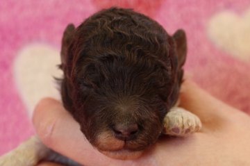 トイプードル(トイ)【埼玉県・男の子・2018年2月4日・ブラウン&ホワイト】の写真「産まれたばかりの男の子です♪」