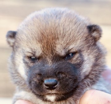 柴犬(標準サイズ)【埼玉県・男の子・2019年12月28日・赤】の写真「小振り柴犬男の子はいかがでしょう？」