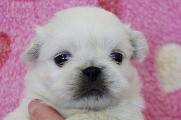 ペキニーズ【埼玉県・男の子・2017年3月3日・ホワイト】の写真「おっとりした性格の男の子です♪」