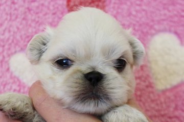 ペキニーズ【埼玉県・男の子・2017年3月3日・ホワイト】の写真「おっとりした性格の男の子です♪」