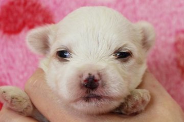マルチーズ【埼玉県・男の子・2017年4月6日・ホワイト】の写真「産まれたばかりですが、おめめパッチリです♪」