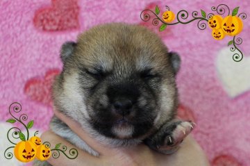 柴犬(標準サイズ)【埼玉県・男の子・2017年9月28日・赤】の写真「元気いっぱい健康的な男の子です。」