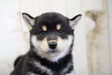 柴犬(標準サイズ)【埼玉県・女の子・2022年2月12日・黒】の写真「激可愛い4/13撮影」