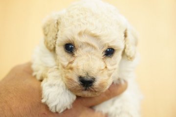 トイプードル(トイ)【埼玉県・男の子・2021年10月2日・クリーム】の写真「明るめクリーム！目がくりっとして可愛い11/4撮影」
