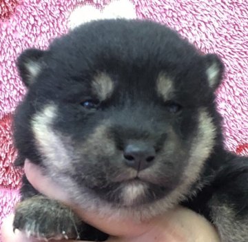 柴犬(標準サイズ)【埼玉県・男の子・2019年5月1日・黒】の写真「可愛い柴犬の男の子♪」