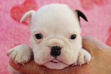 ブルドッグ【埼玉県・女の子・2014年11月6日・レッド&ホワイト】の写真「元気いっぱいです♪」