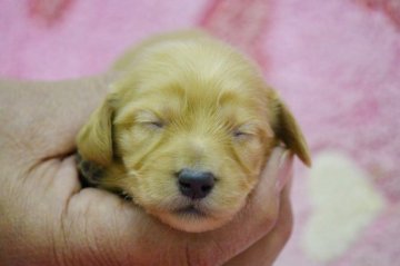 ミニチュアダックスフンド(ロング)【埼玉県・女の子・2015年1月12日・ゴールド】の写真「兄妹がいるので見比べて見てね♪」