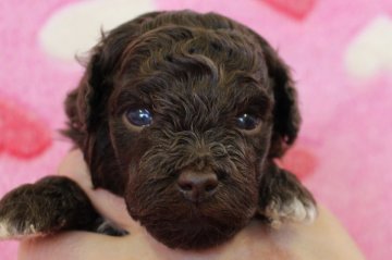 トイプードル(トイ)【埼玉県・男の子・2017年8月6日・ブラウン】の写真「まだまだ甘えん坊な性格です♪」