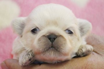 ペキニーズ【埼玉県・女の子・2014年11月27日・ホワイト】の写真「12/28撮影写真掲載しました！」