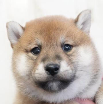 柴犬(標準サイズ)【埼玉県・女の子・2022年9月20日・赤】の写真「むっちり丸顔11/12撮影」