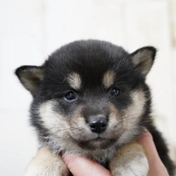 柴犬(標準サイズ)【埼玉県・女の子・2022年10月21日・黒】の写真「良い顔してます12/13撮影」