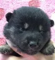 柴犬(標準サイズ)【埼玉県・男の子・2019年5月1日・黒】の写真1「5月21日に撮影しました。」