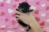 柴犬(標準サイズ)【埼玉県・男の子・2017年9月28日・黒】の写真2「体のサイズが小さめの男の子です!!」