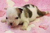 ブルドッグ【埼玉県・女の子・2014年11月6日・レッド&ホワイト】の写真2「最新の状態を12月9日に撮影しました。」