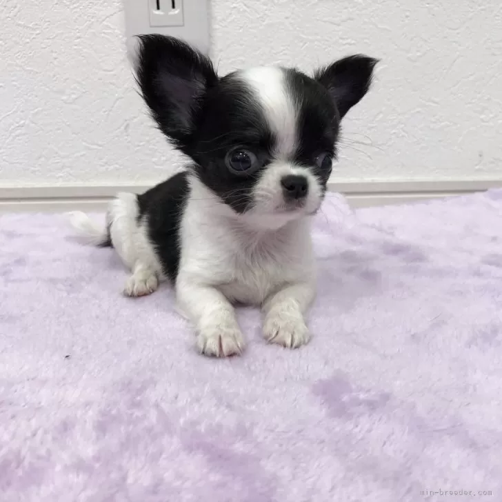 ID：2507-02033の子犬