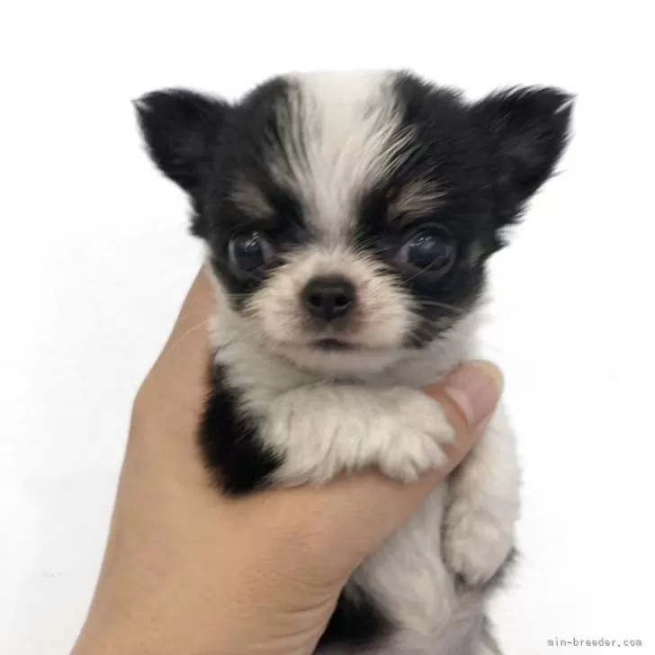 ID：2507-06929の子犬