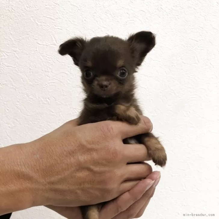 チワワ(ロング)【岡山県・女の子・2025年9月24日・チョコレートタン】の写真1