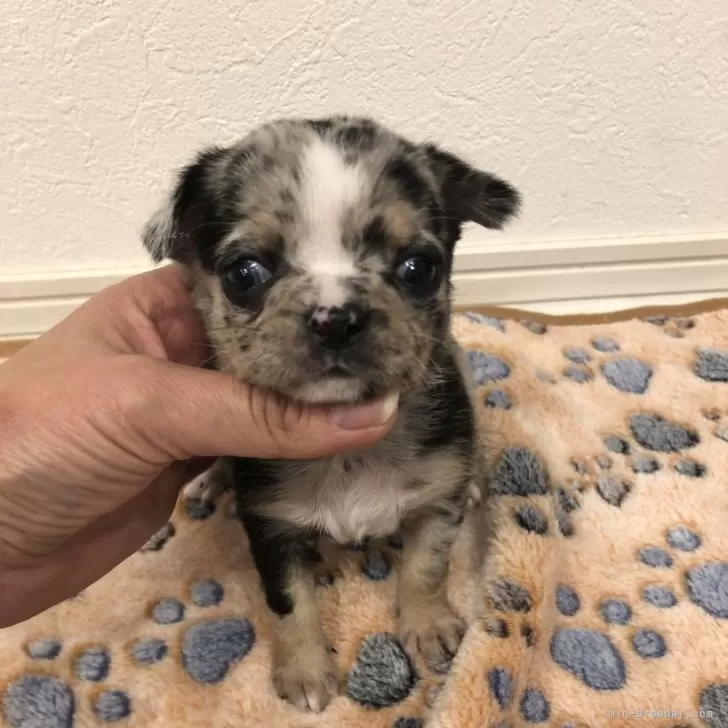 ID:2501-00847の子犬