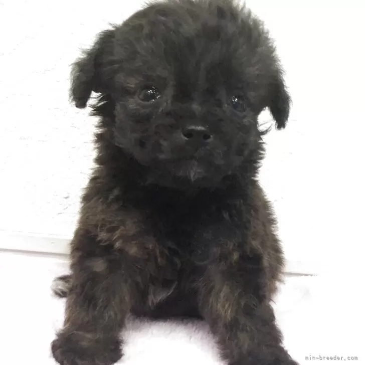 チワプー(チワワ×トイプードル)【岡山県・男の子・2025年10月1日・ブラックタン】の写真1