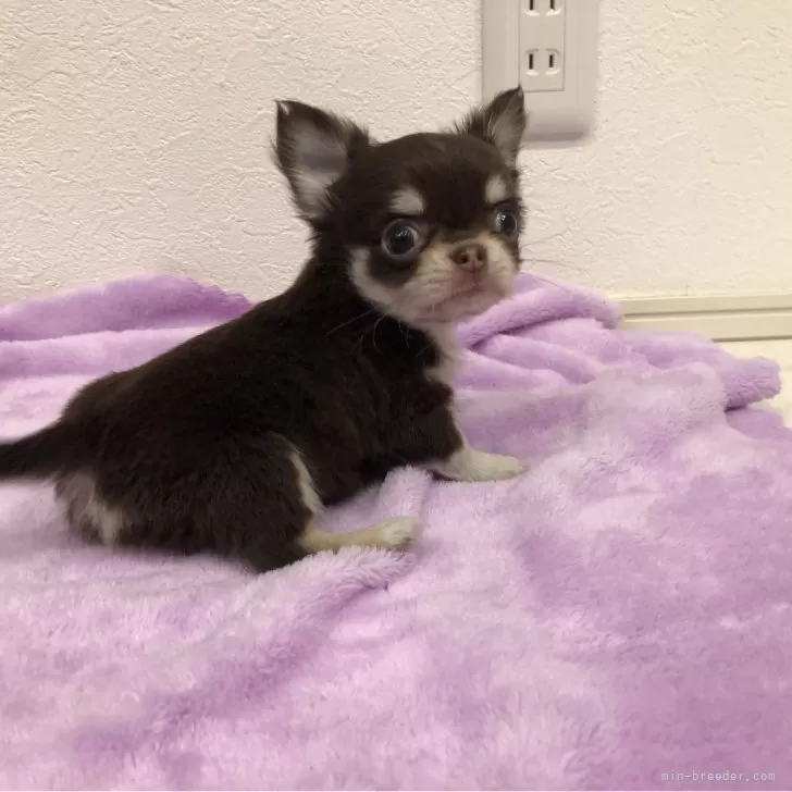 ID:2412-06125の子犬