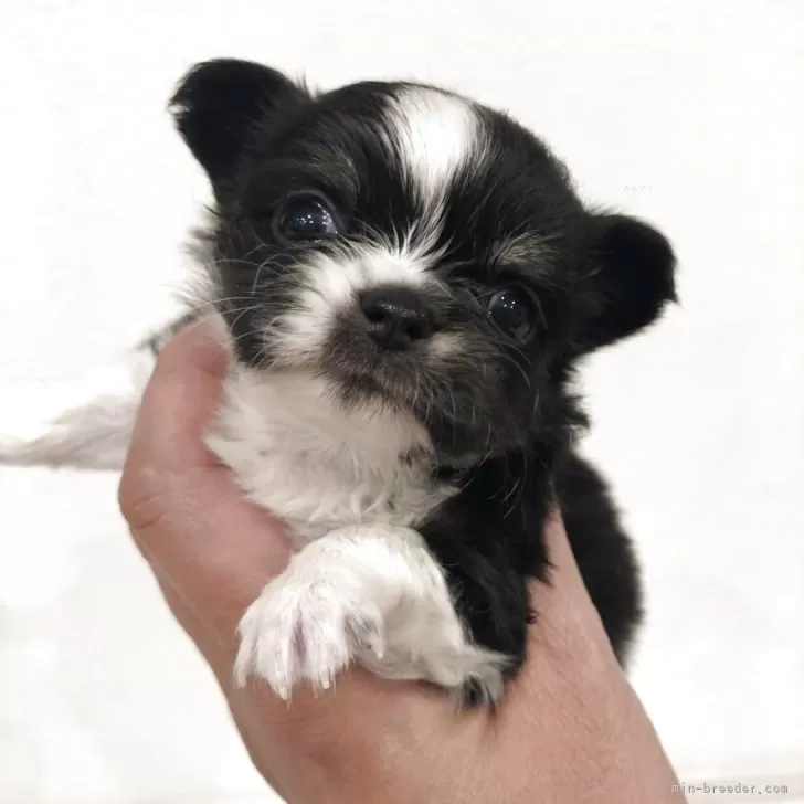 チワワ(ロング)【岡山県・男の子・2025年11月11日・ブラックタン】の写真1