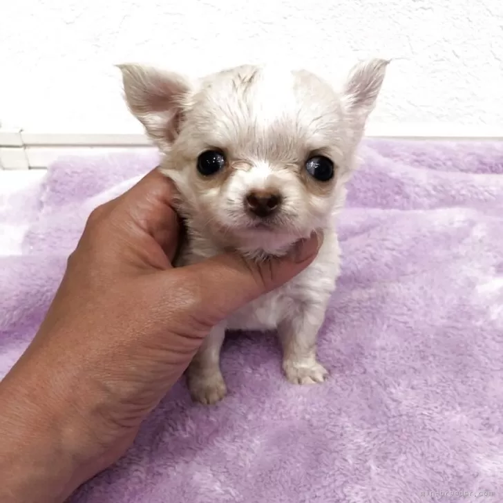 ミキピー 様のお迎えした子犬