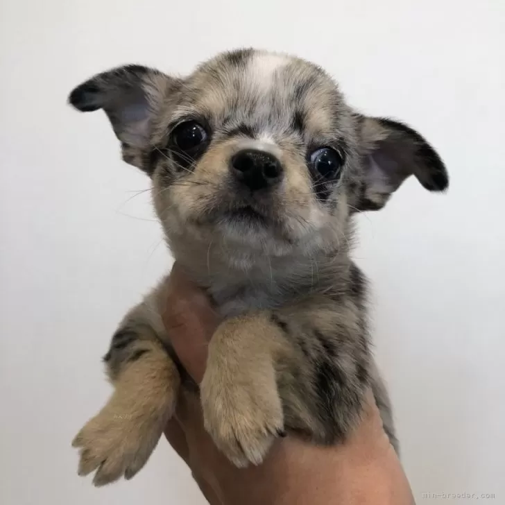 ID:2501-00849の子犬