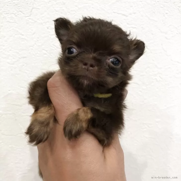 チワワ(ロング)【岡山県・男の子・2025年9月24日・チョコレートタン】の写真1