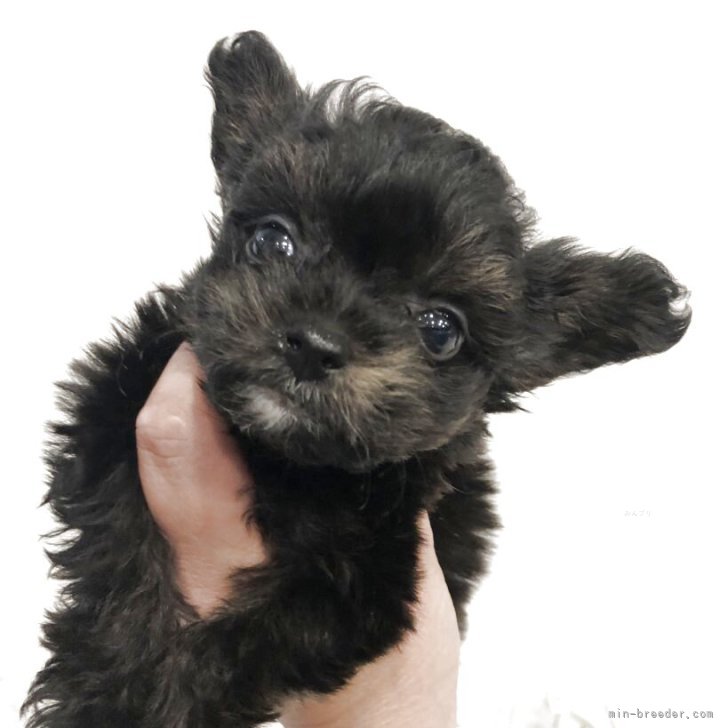 ブリーダー画像